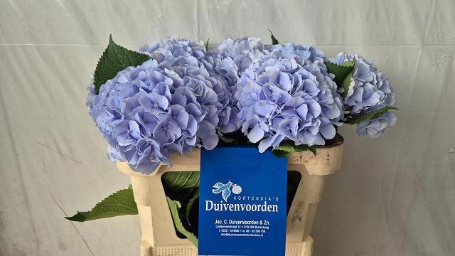 Hydrangea Verena Blue 70cm 20Ø