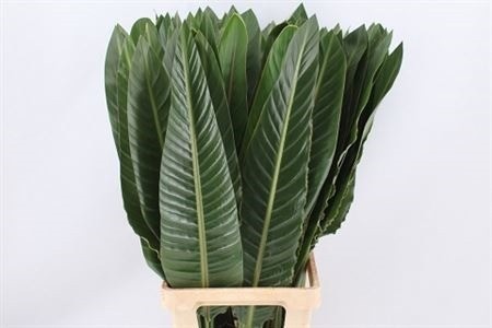 Strelitzia Leaves 70cm