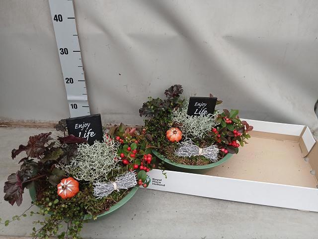 Arr Tuinplanten 29P 25cm