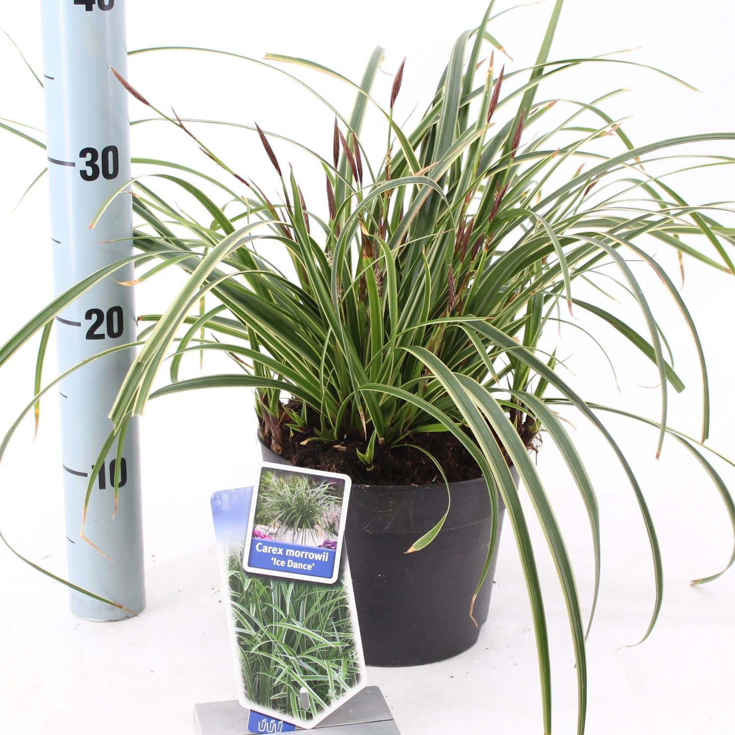 Picture of Carex morrowii 'Ice Dance'