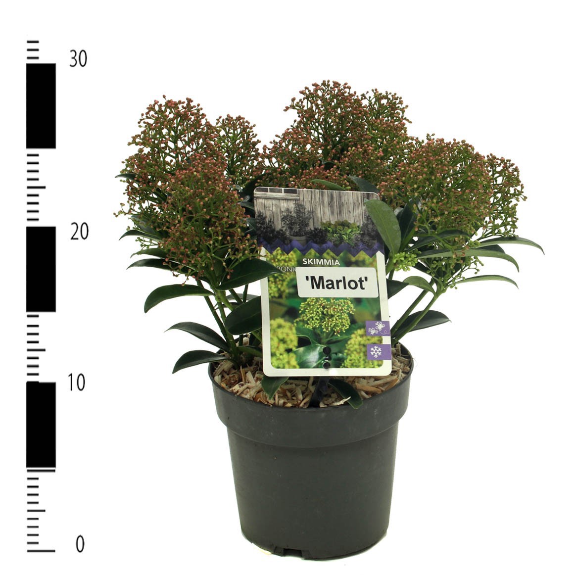 Picture of Skimmia jap. 'Marlot'