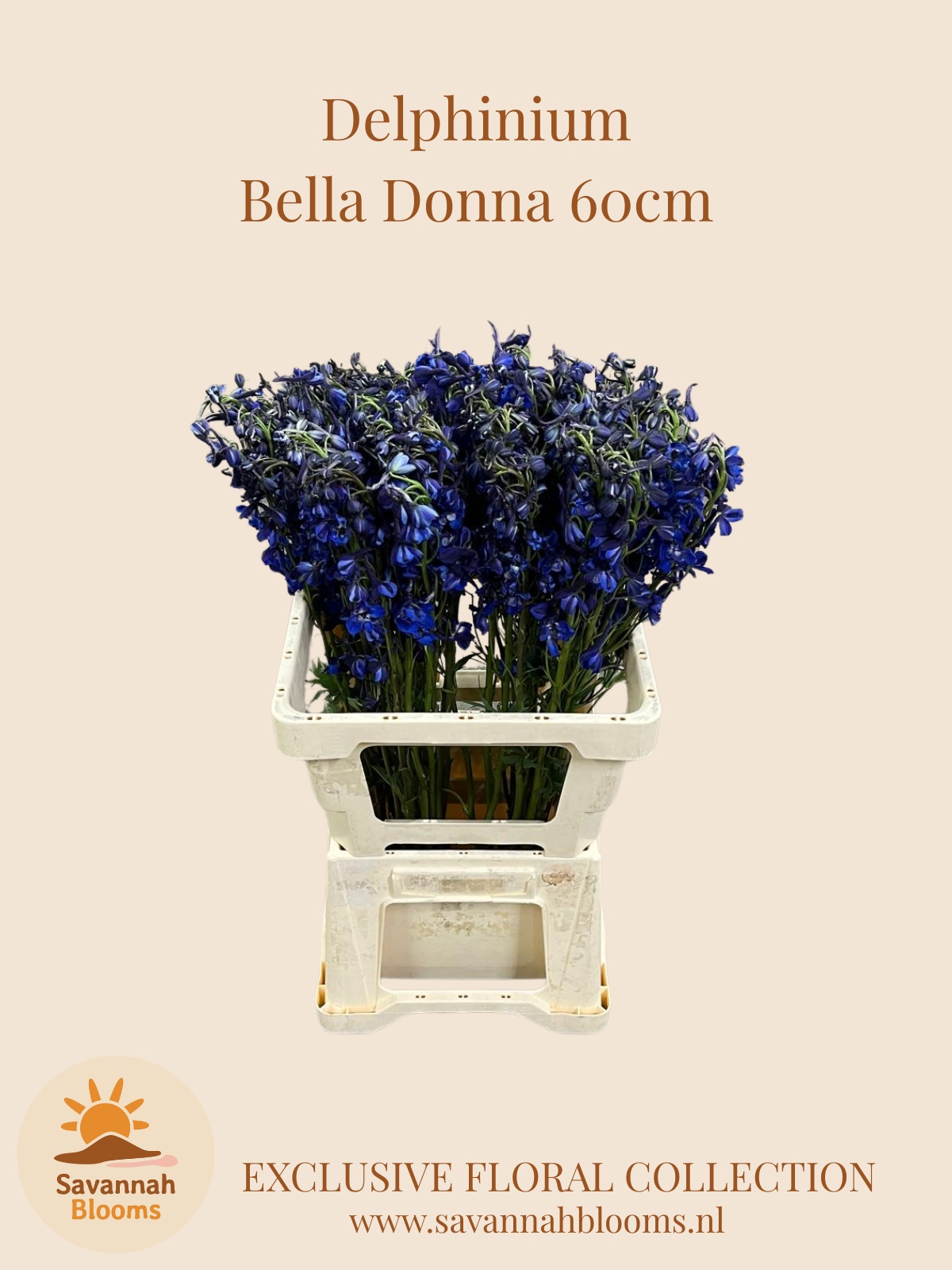 Delph En Donna 60L.cm 23bloei