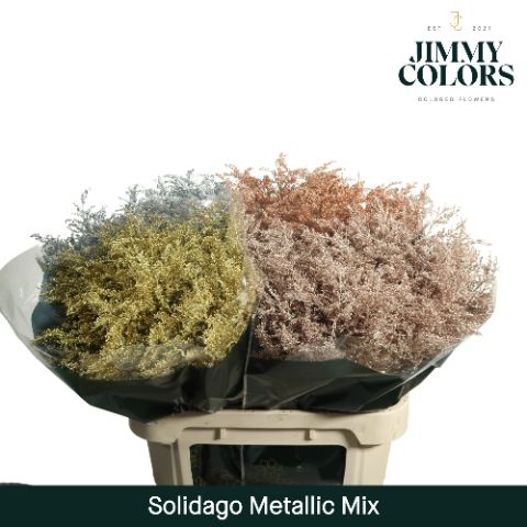 Solidago L70 Metallic Mix