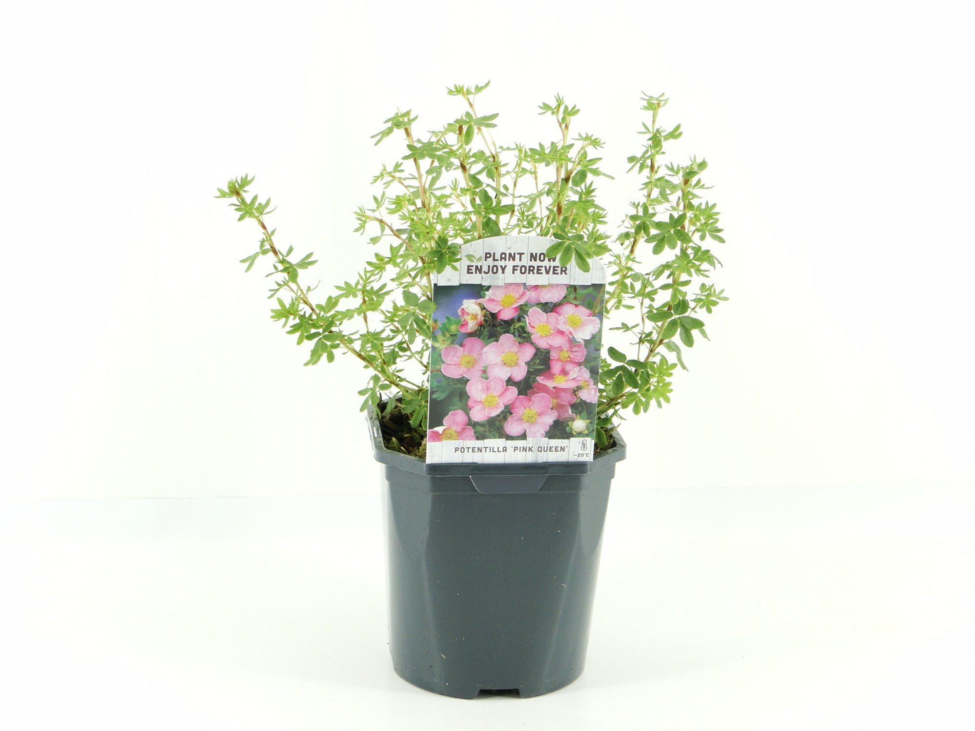 Picture of Potentilla frut. Blink (Pink Queen)