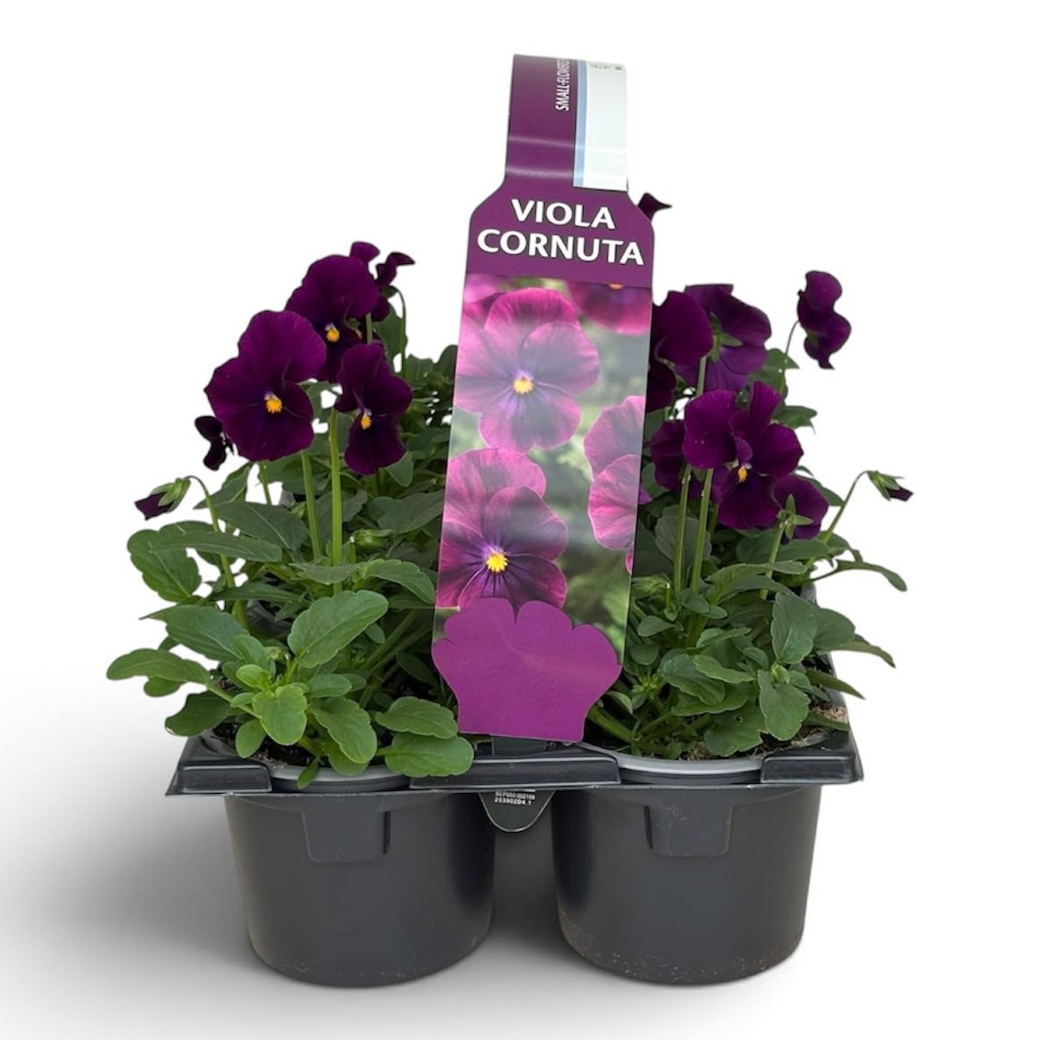Viola Sixpack Viola Cornuta Violet