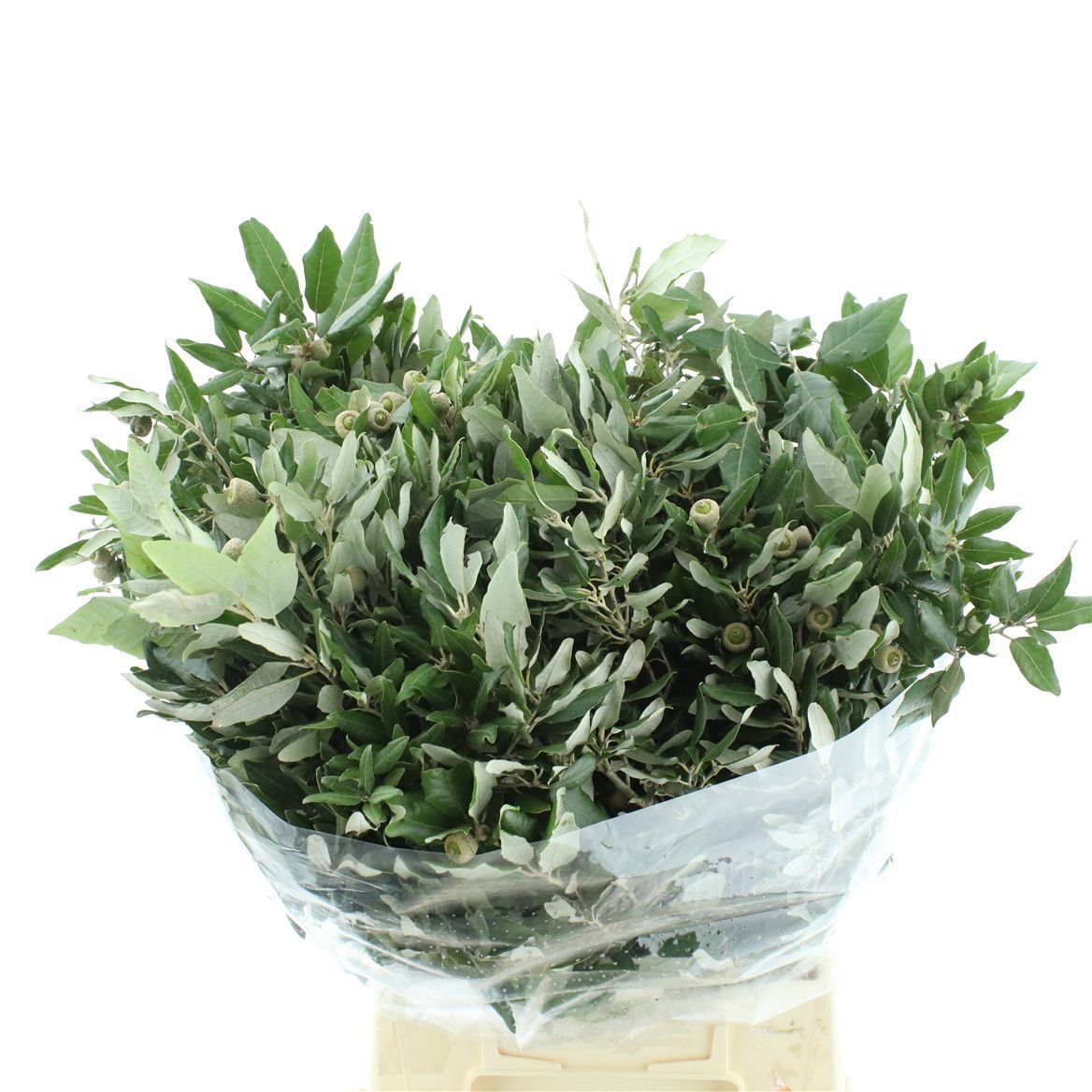 Querc Ilex