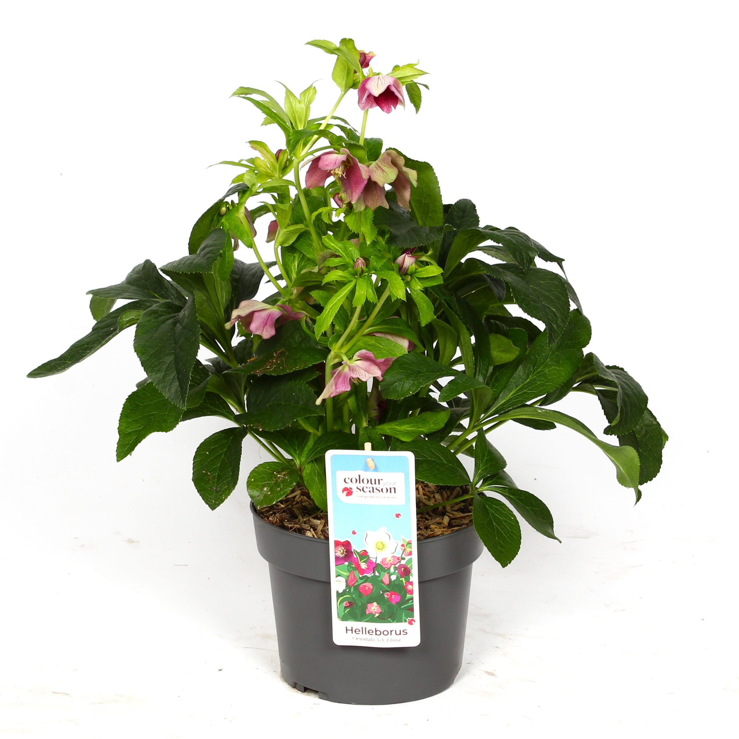 Picture of Helleborus Viv Eloisa P19 (3 Ltr)