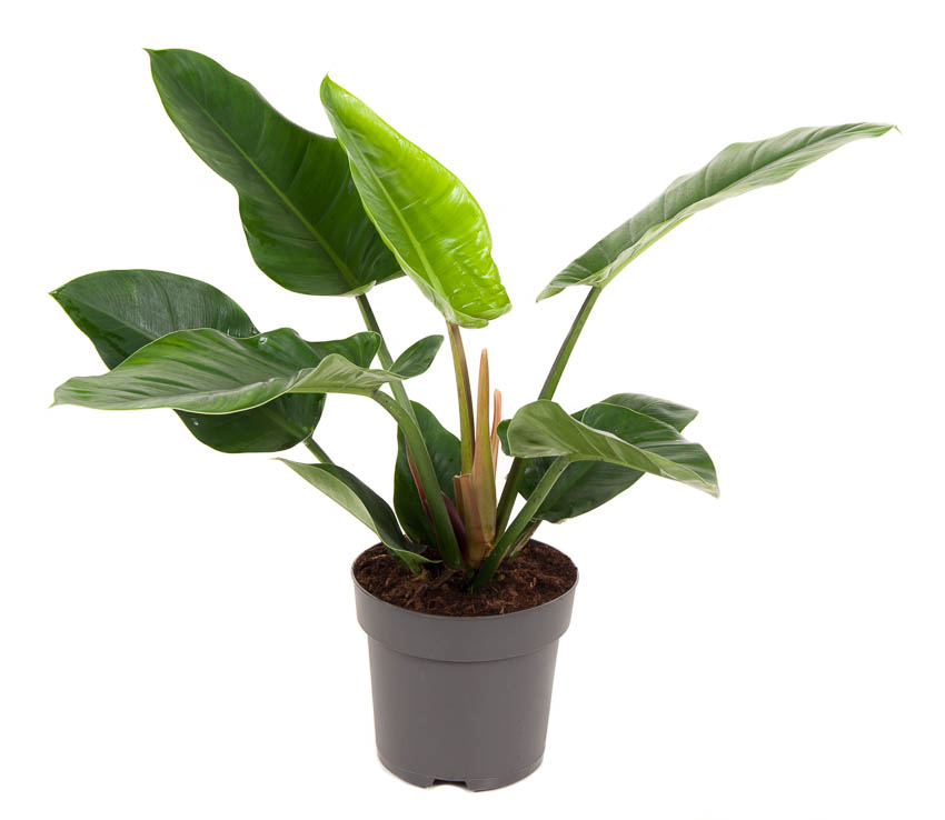 Picture of Philodendron Imperial Green P24 70CM