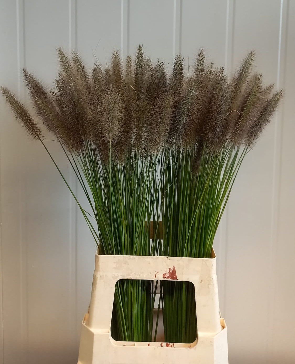 Pennisetum Karly Pink 70cm