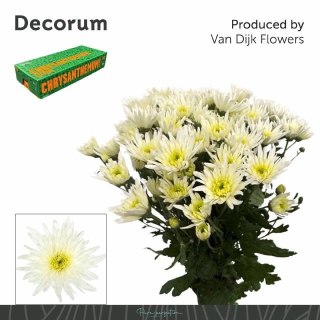 Chr T Delian White