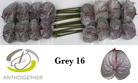 Anth A Klb 'grey' H% 16