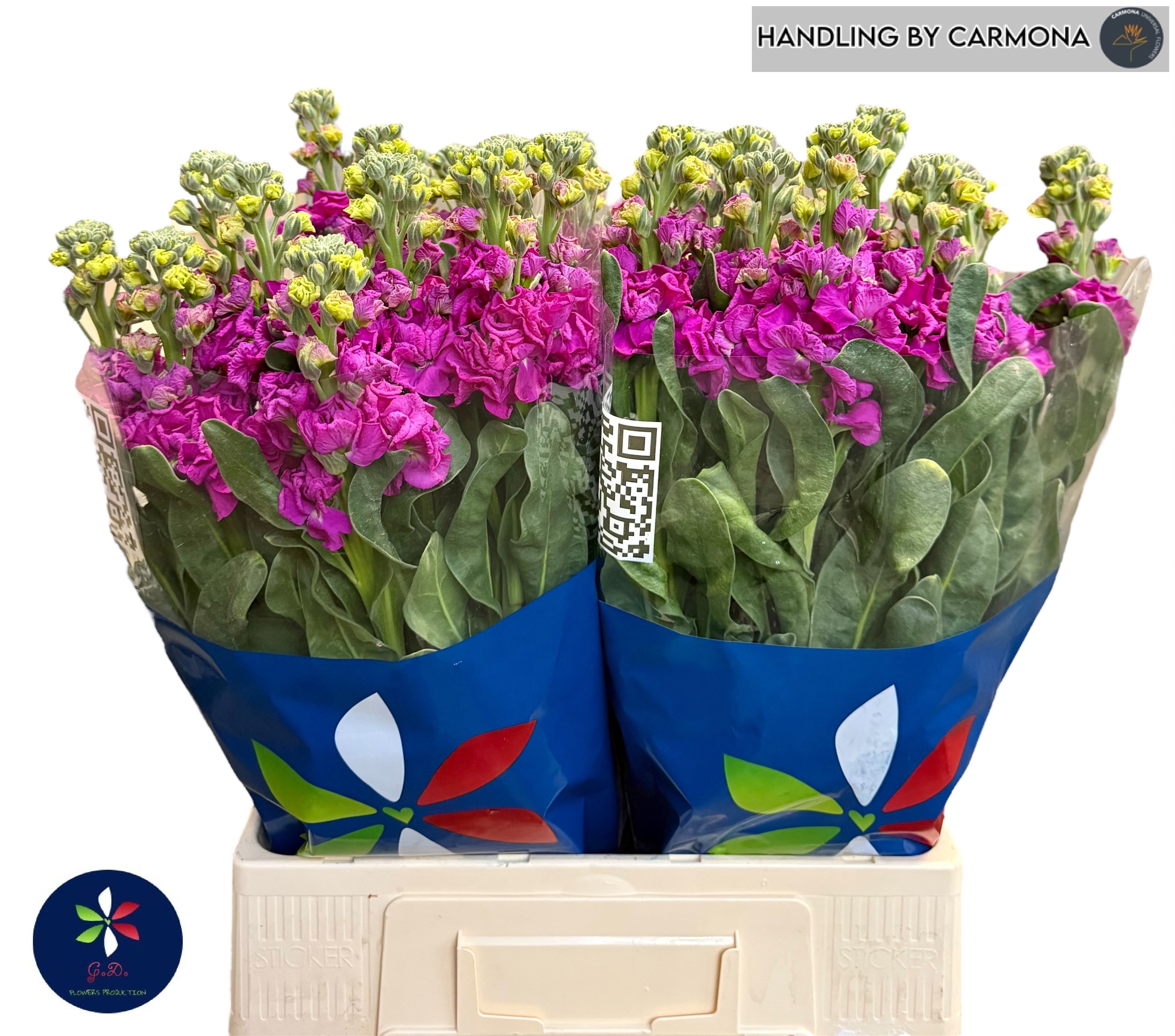 Matthiola Iron Pink 60cm