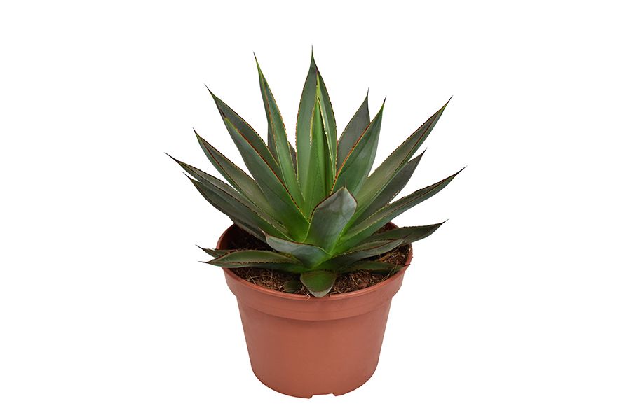 Agave 'Shaka Zulu' | Hamiplant