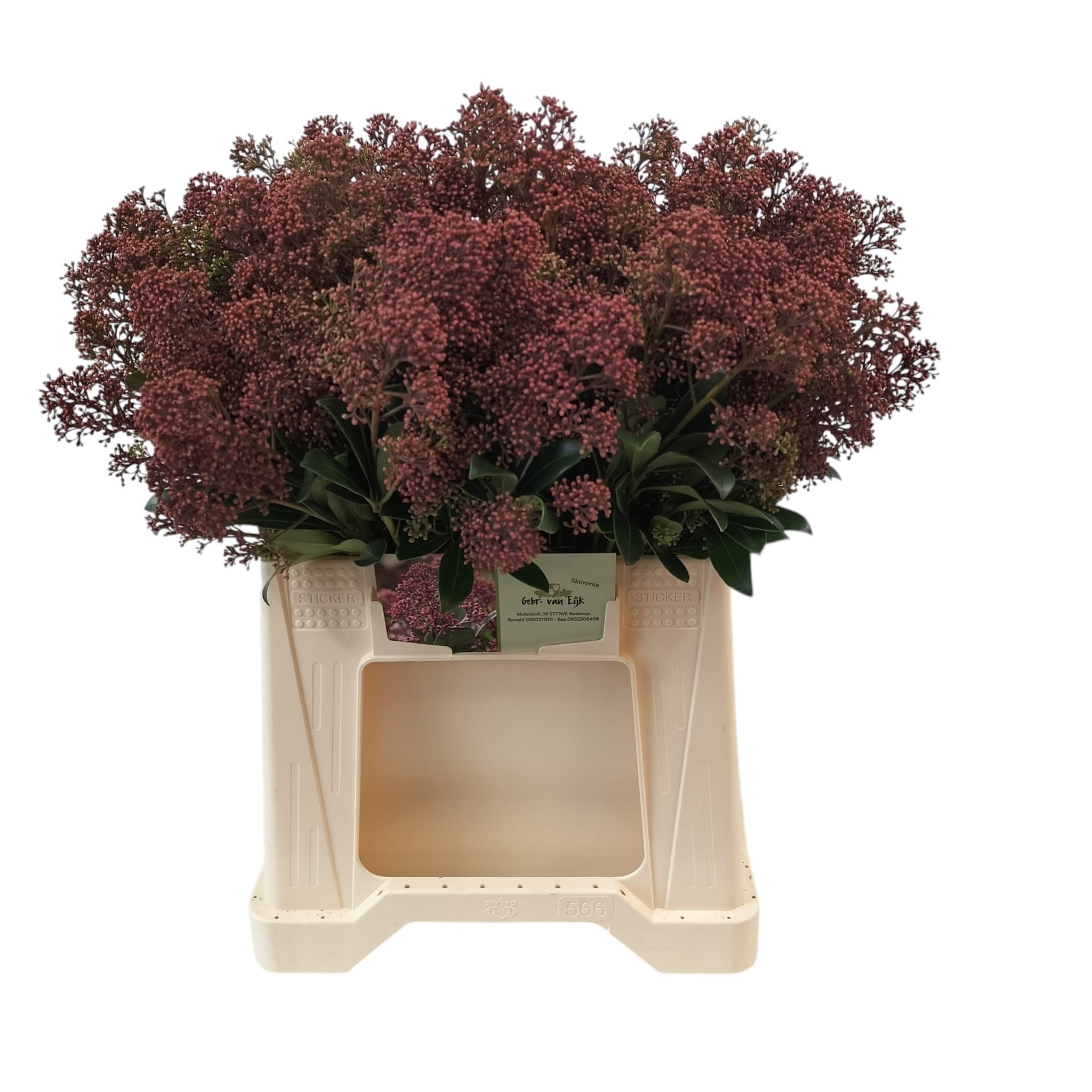 Skimmia Japonica Rubella 40cm
