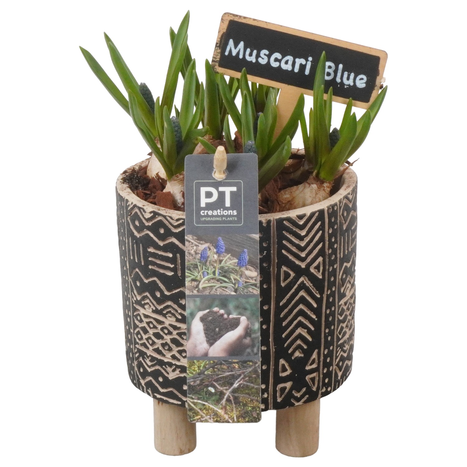 Picture of PTMB1076 Arrangement Muscari in concrete pot P11 21CM