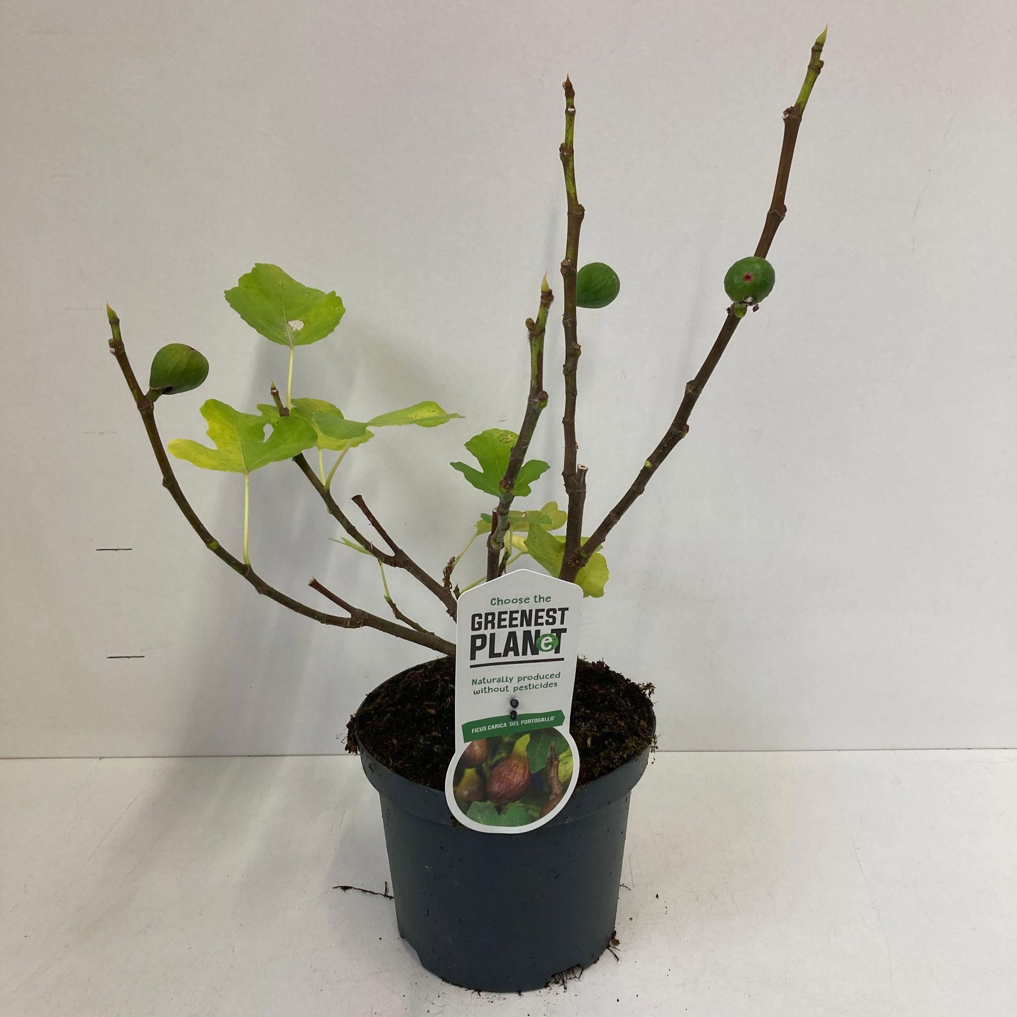 Picture of Ficus carica 'Del Portugallo'