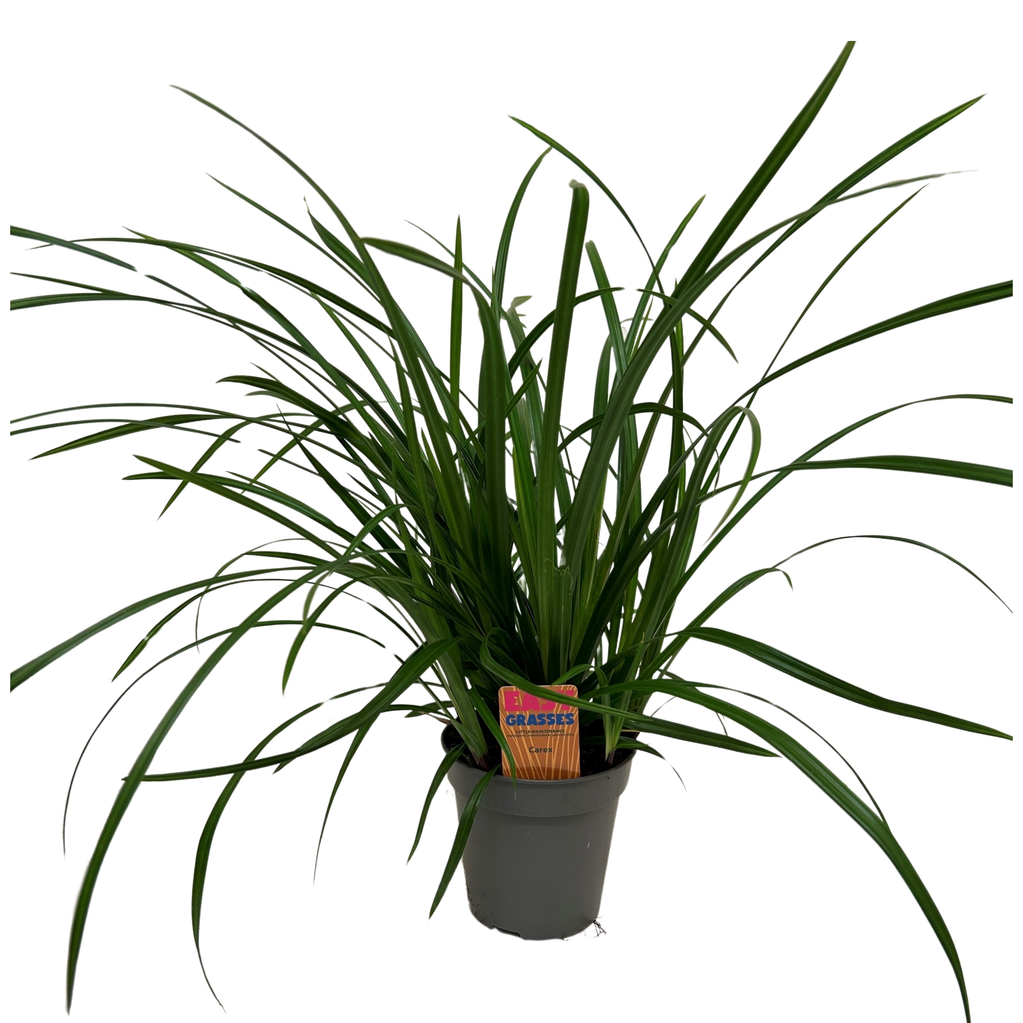 Picture of Carex morrowii Irish Green 13cm