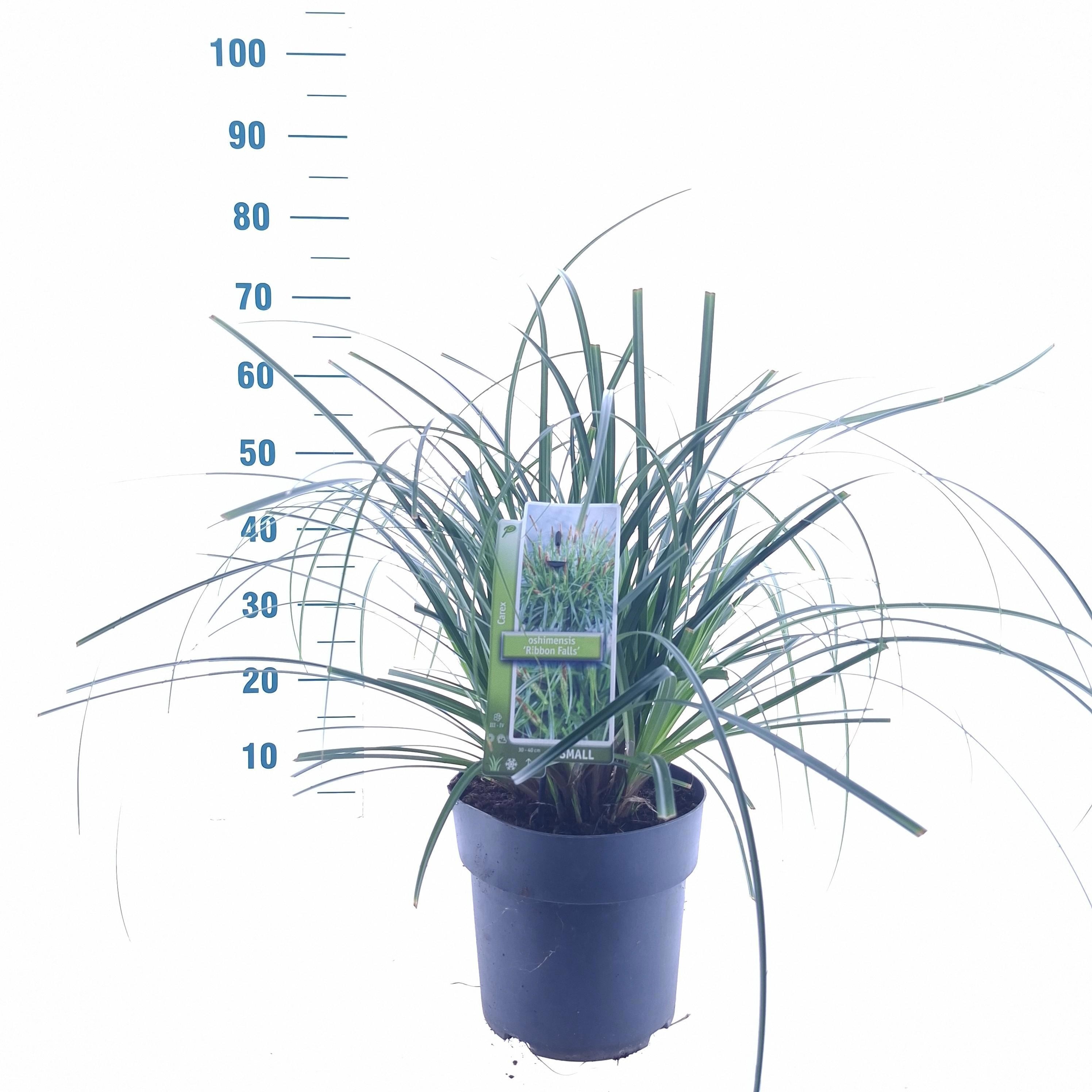 Carex Ribon Falls ('et Crx02'pbr)