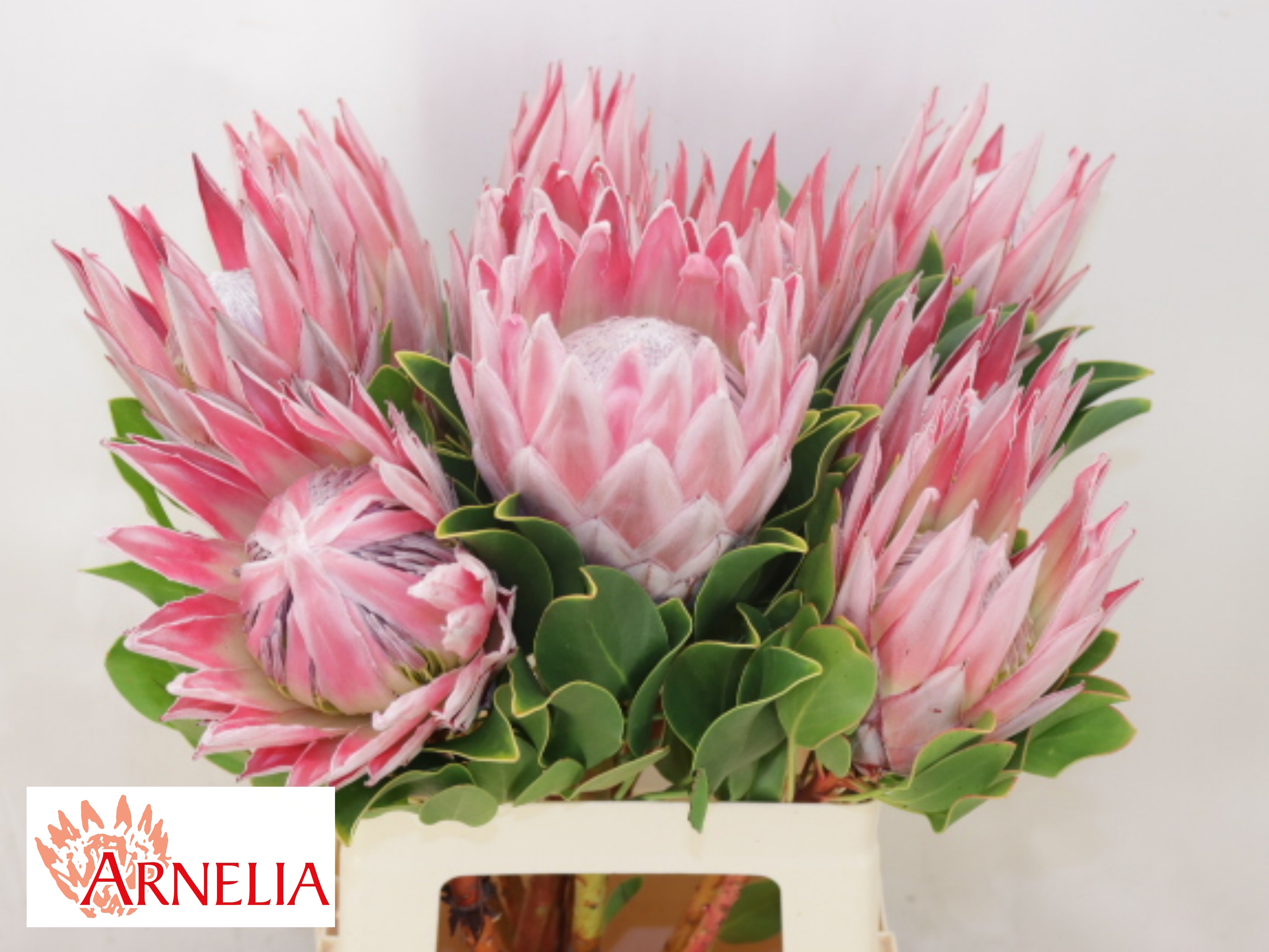 Protea Cynaroides 60cm