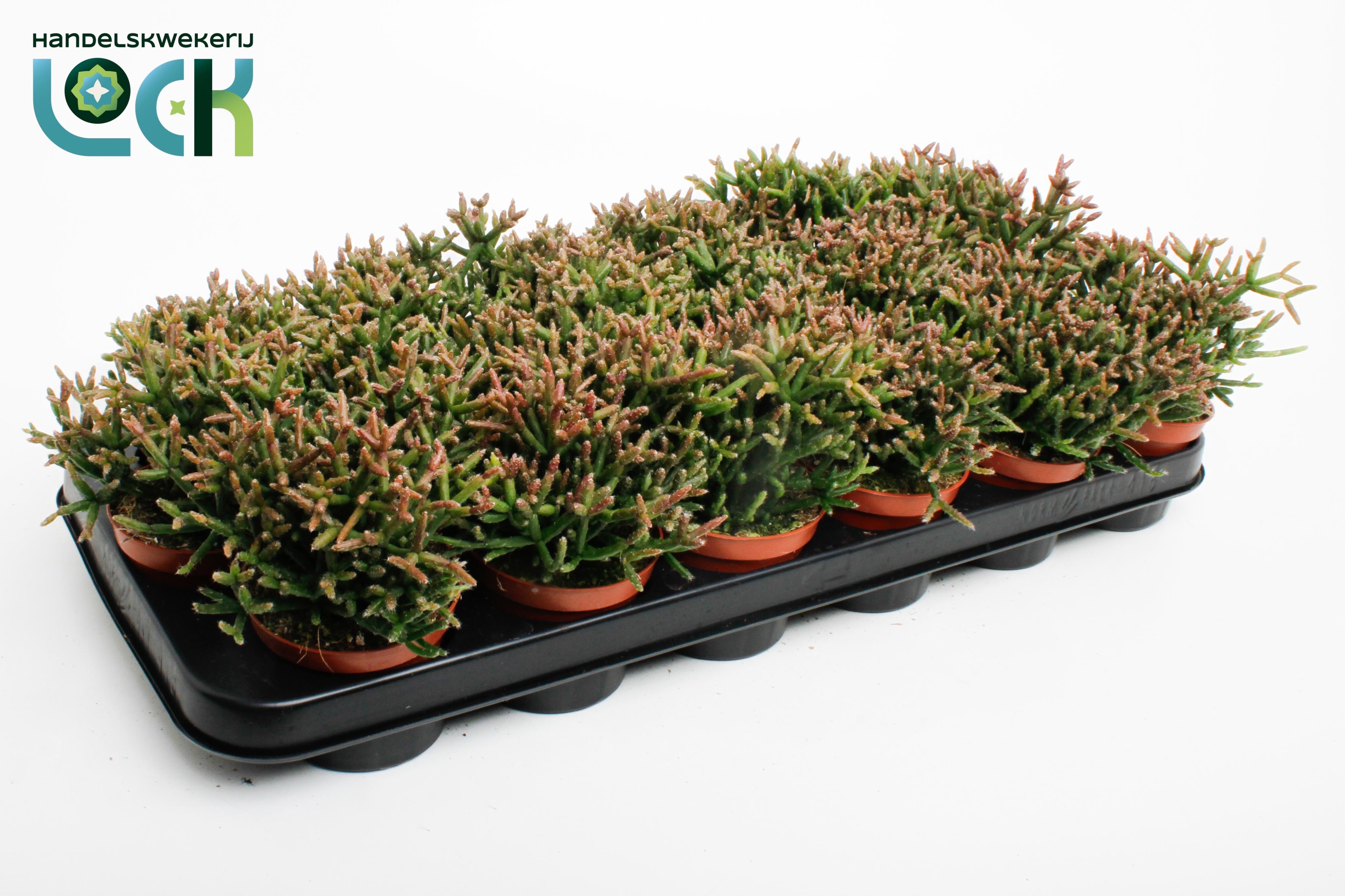 Rhipsalis Burchellii 508Ø 10cm