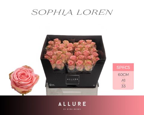R Gr Sophia Loren
