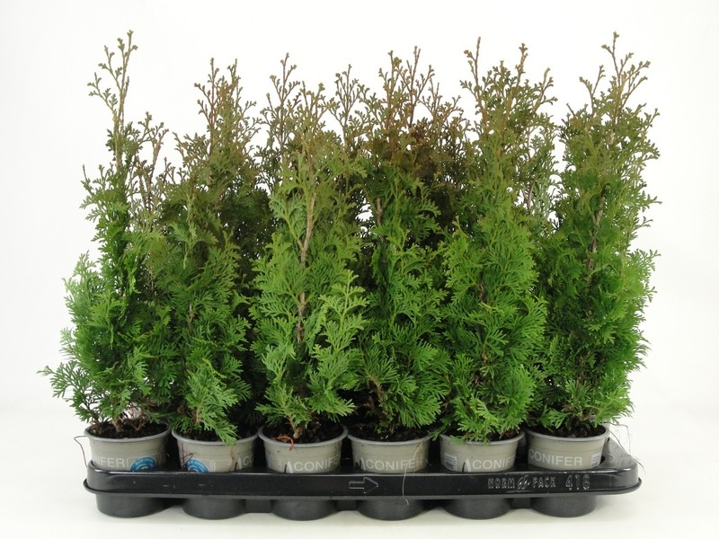 Picture of Thuja occidentalis Degroot Spire P9