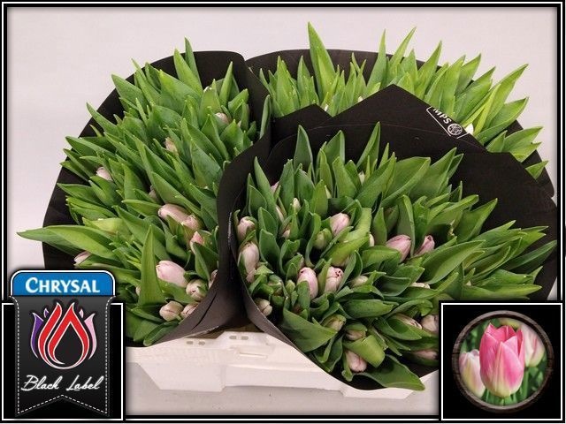 Tulipa Dynasty 37cm 34gram
