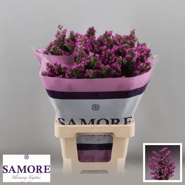 Limonium St Rosa Sun Birds 60cm 24gram