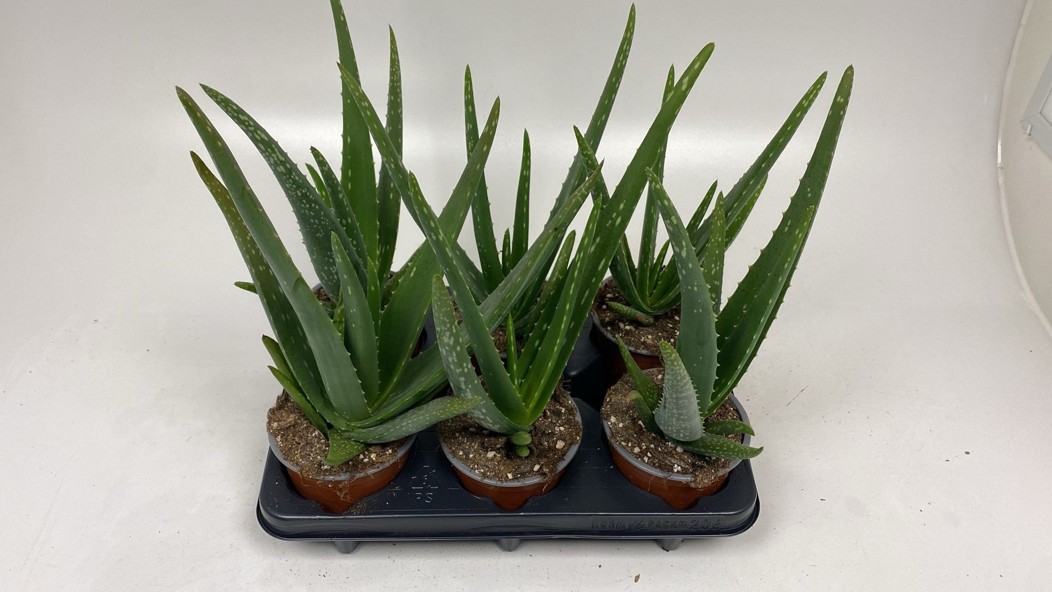 Aloe Variagata 12Ø 30cm