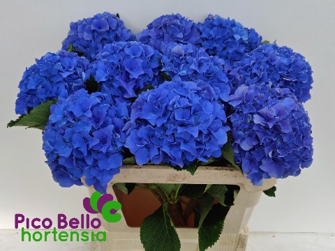 Hydrangea Royal Parade 80cm 20Ø