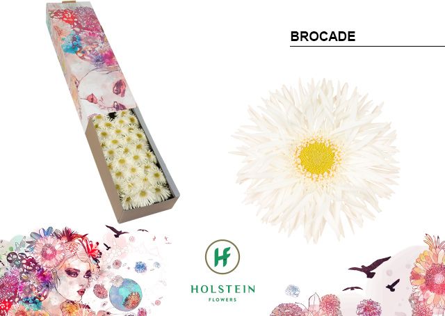 Ge Mi Brocade