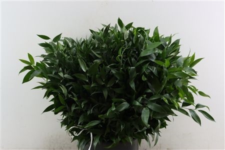 Ruscus Italian 300gram