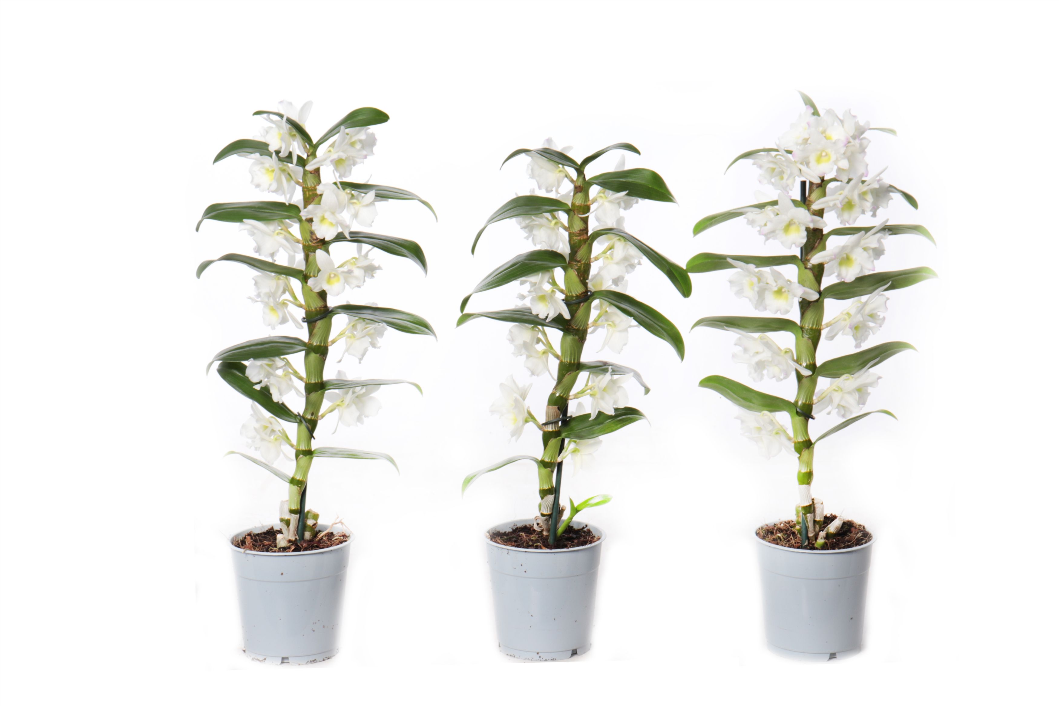 Dendrobium Nobile Cultivars 12Ø 40cm 1st