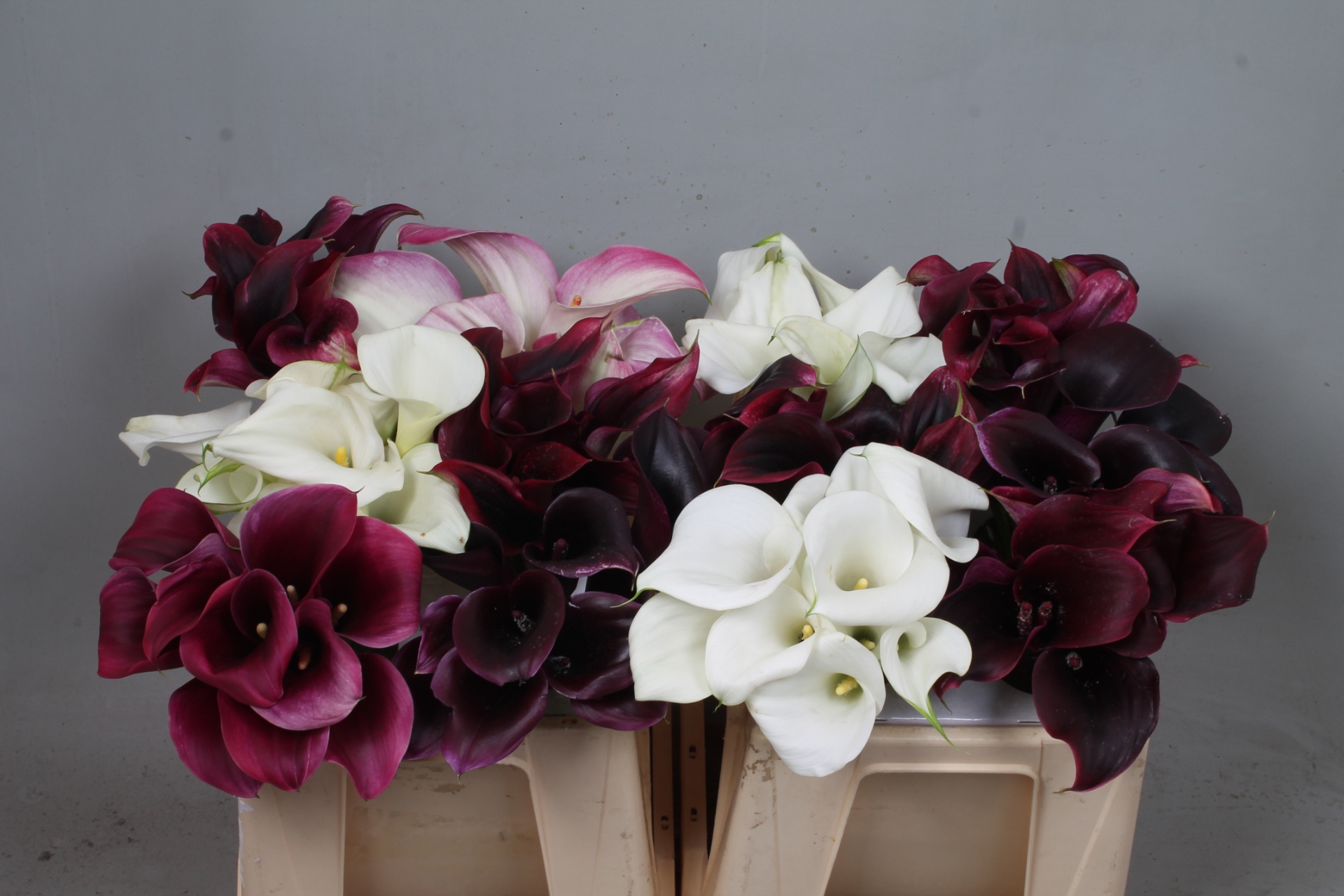 Calla Assorted 35cm
