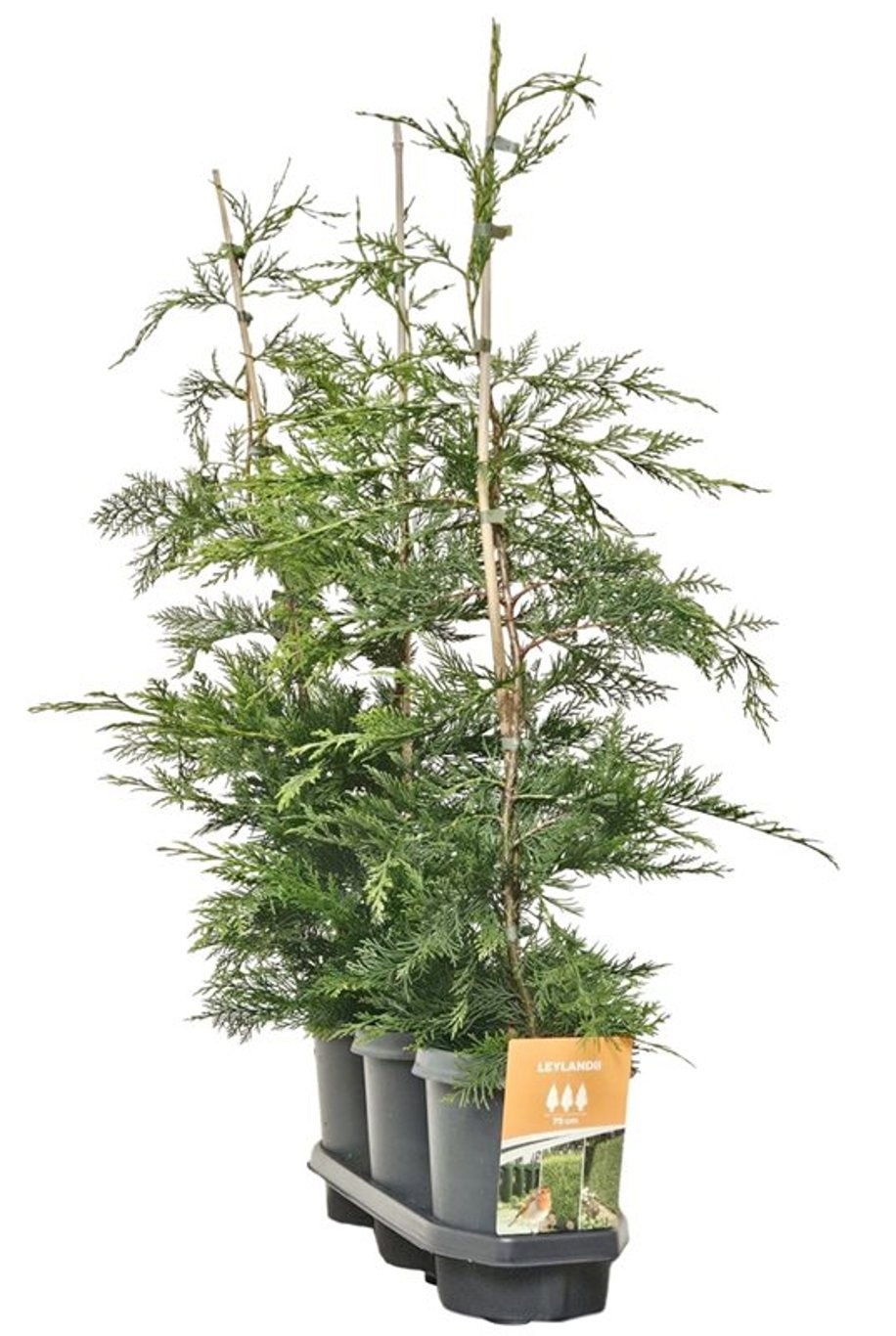 Cupressocyparis leylandii
