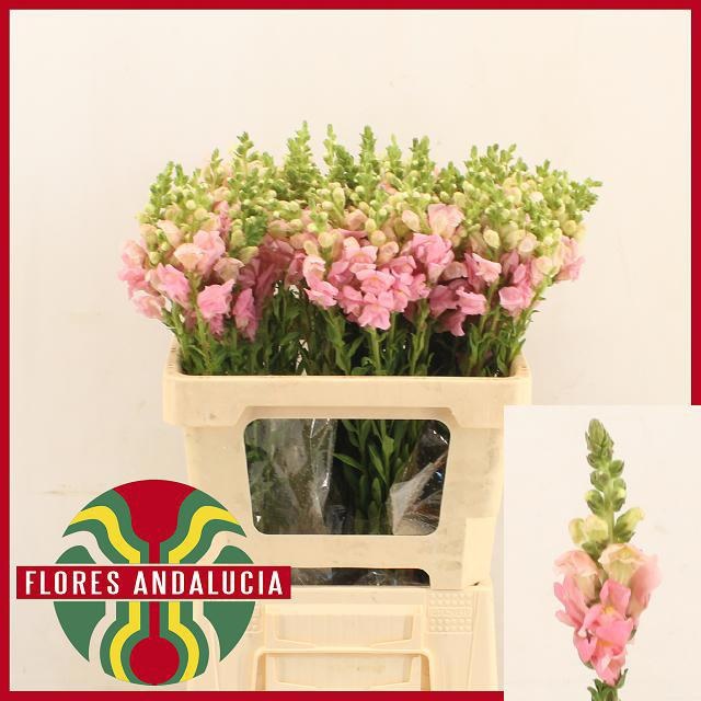 Antirrhinum Poto Pink 60cm
