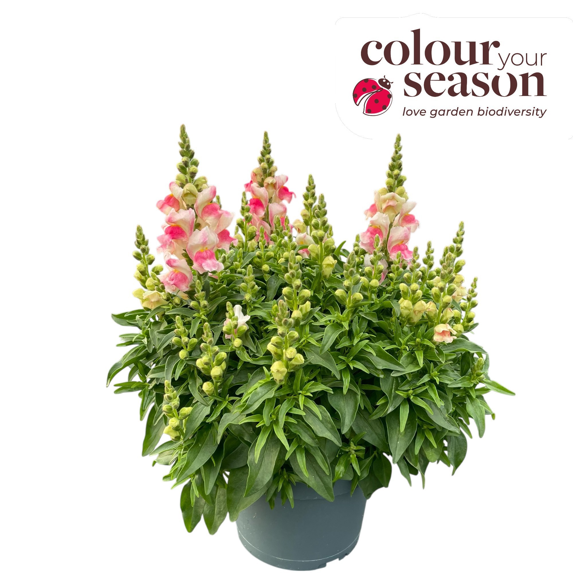 Antirrhinum 'Candy Tops'