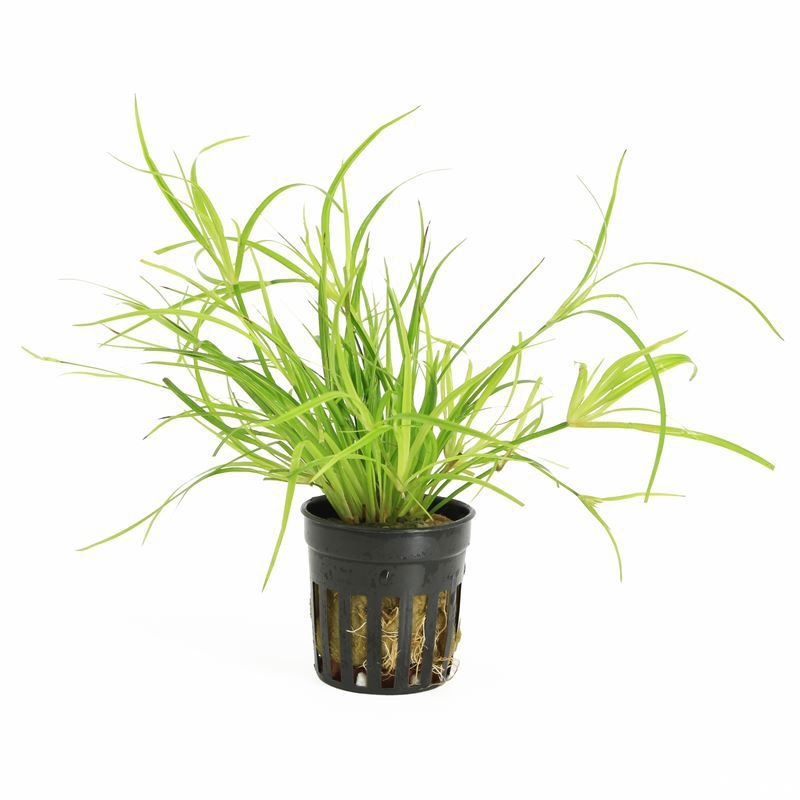 Juncus repens