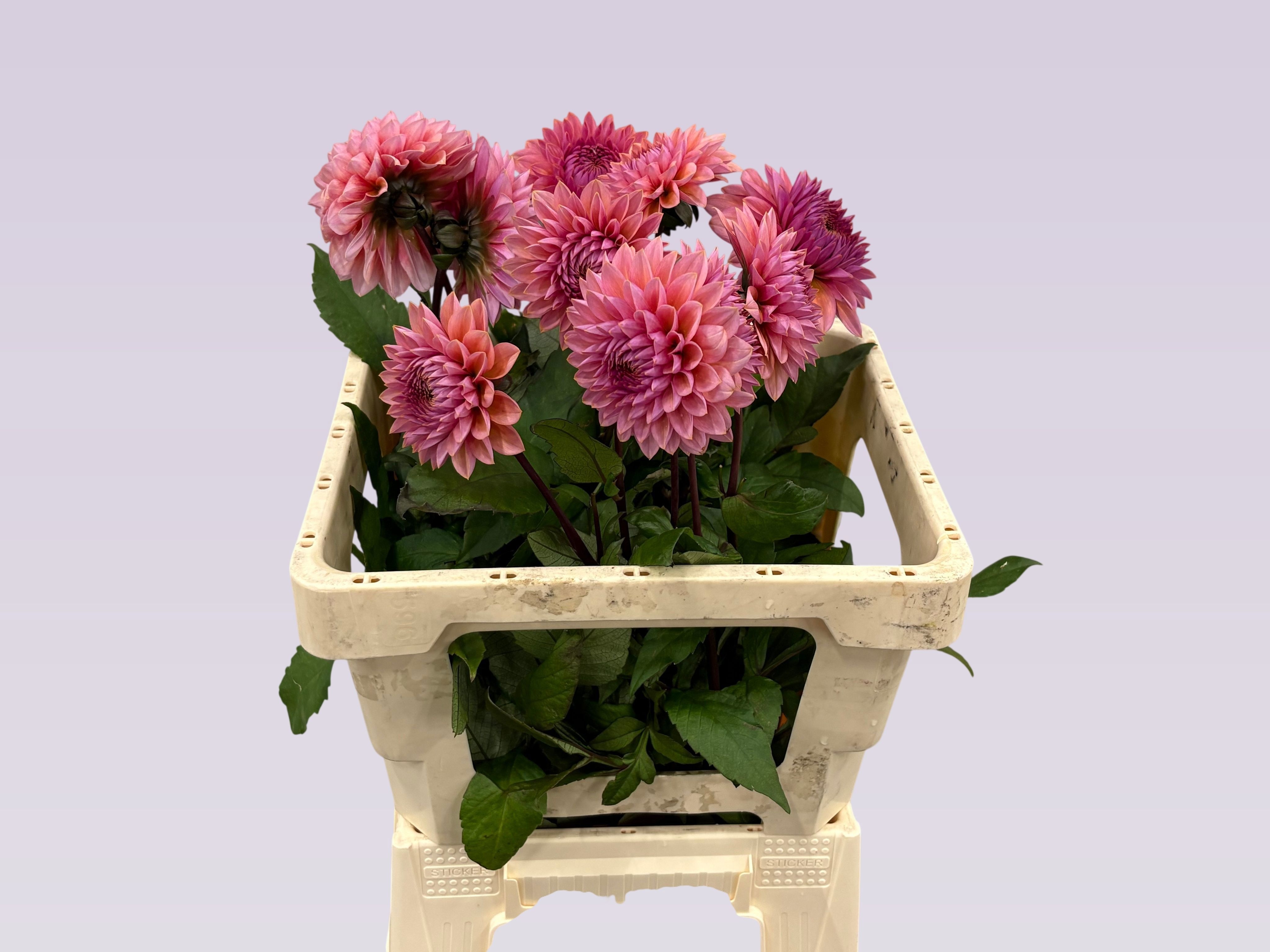 Dahl Sweet Sanne 60cm