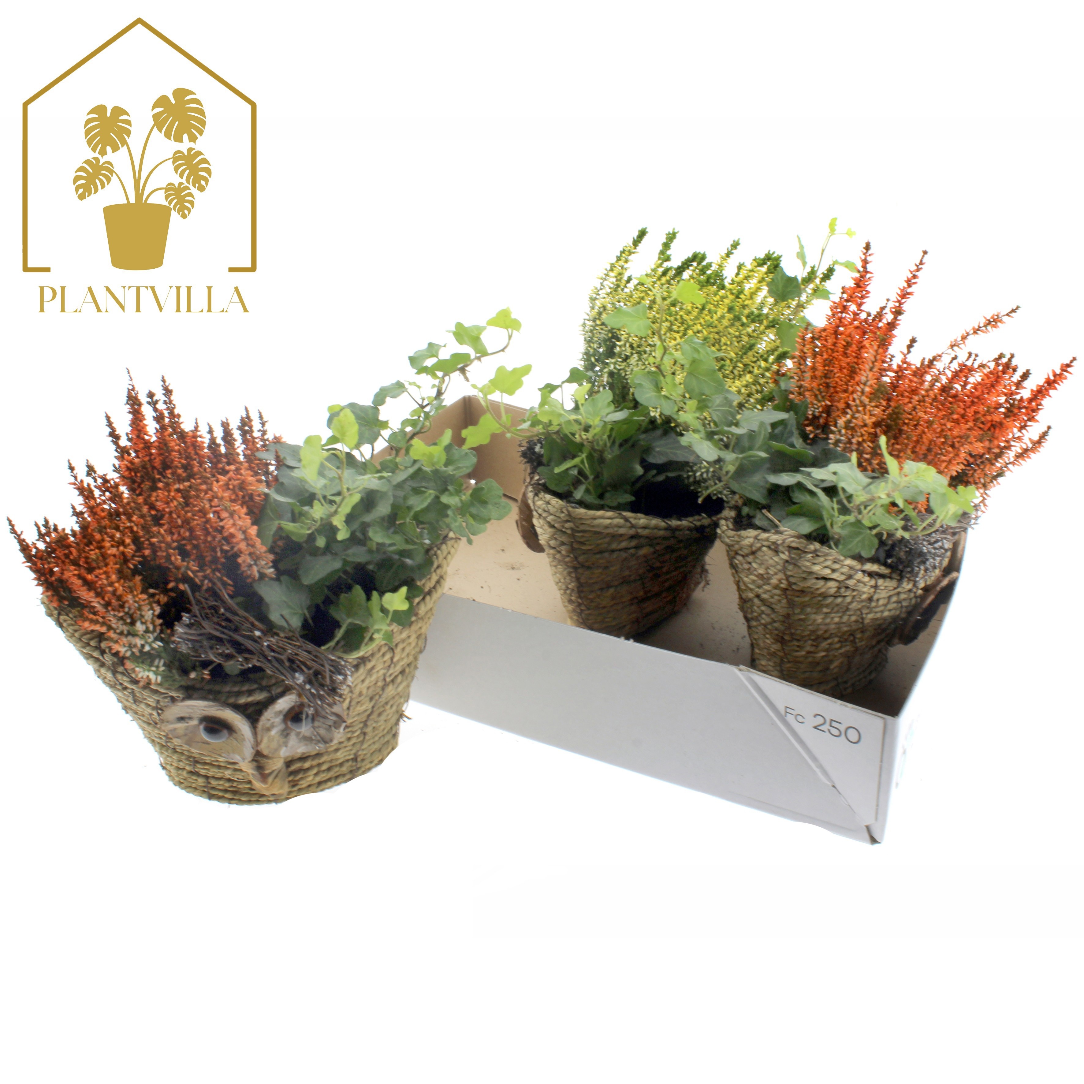 Arr Tuinplanten 21P 30cm 23bloei