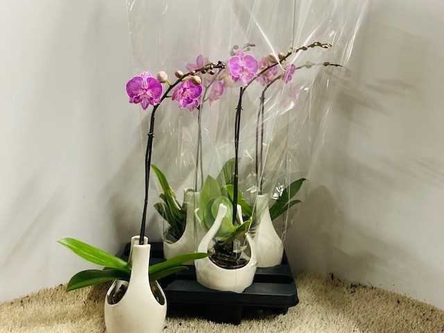 Phal Ov 9Ø 50cm