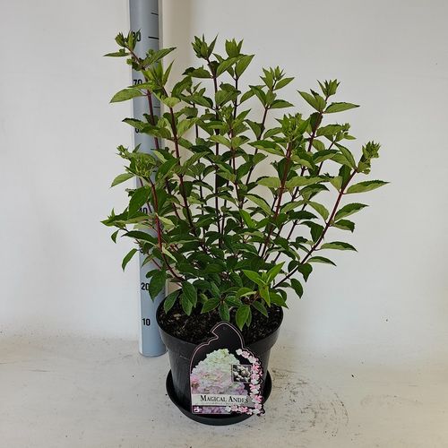 Hydrangea paniculata Magical Andes p29 Vlasveld
