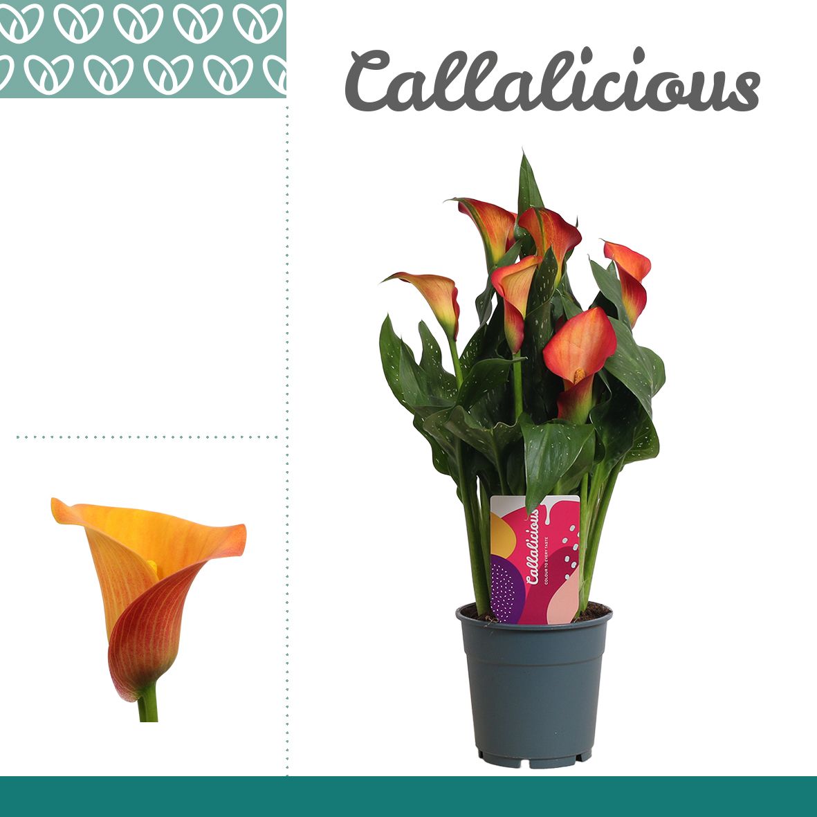 Zantedeschia (Calla) Oranje