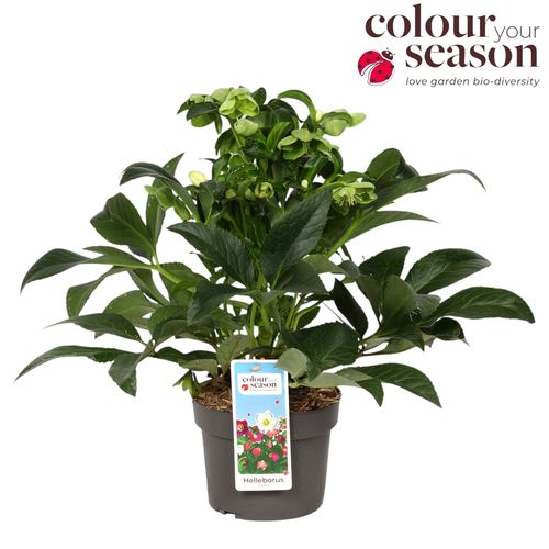 Helleborus Endless p19 Flevo