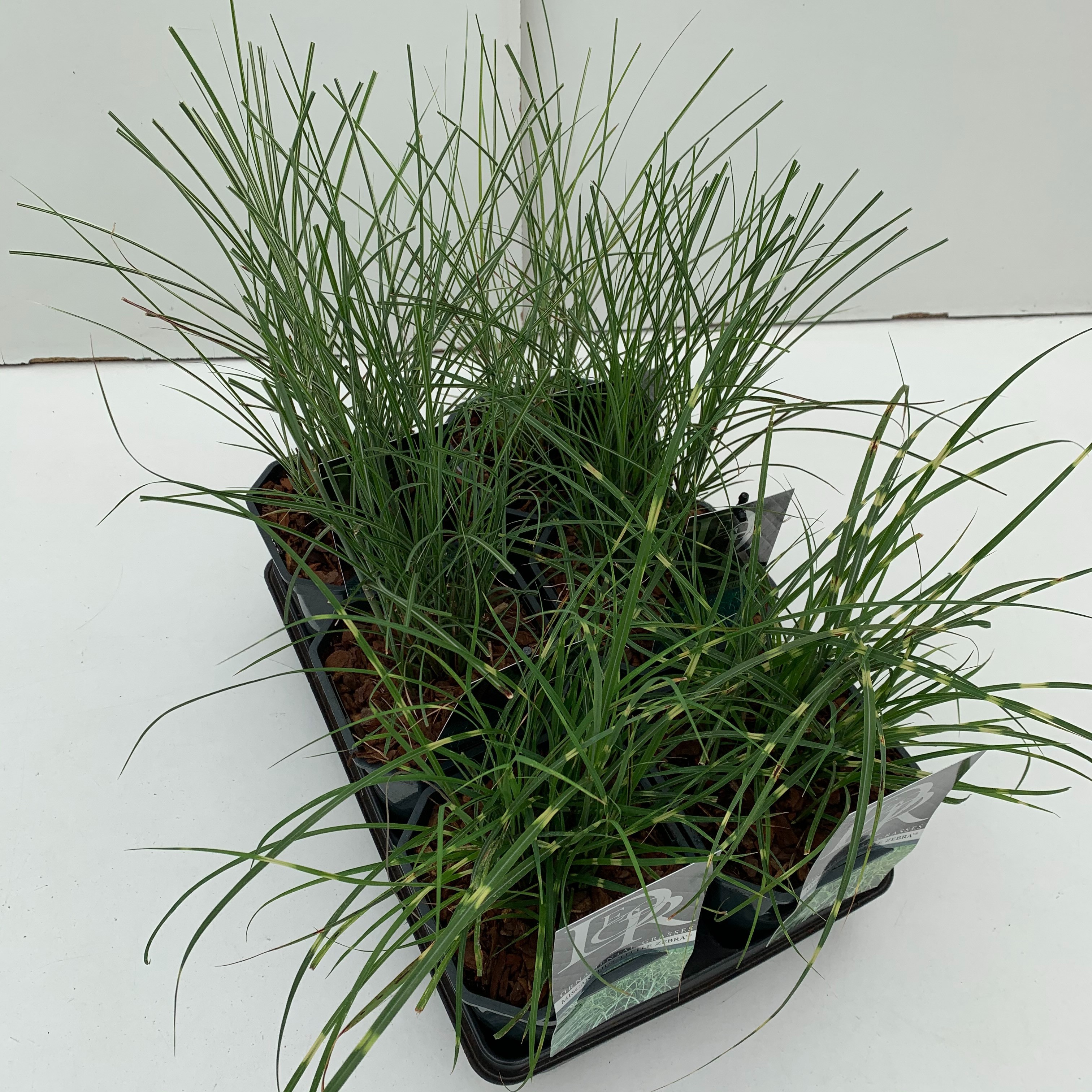 Miscanthus mix in tray