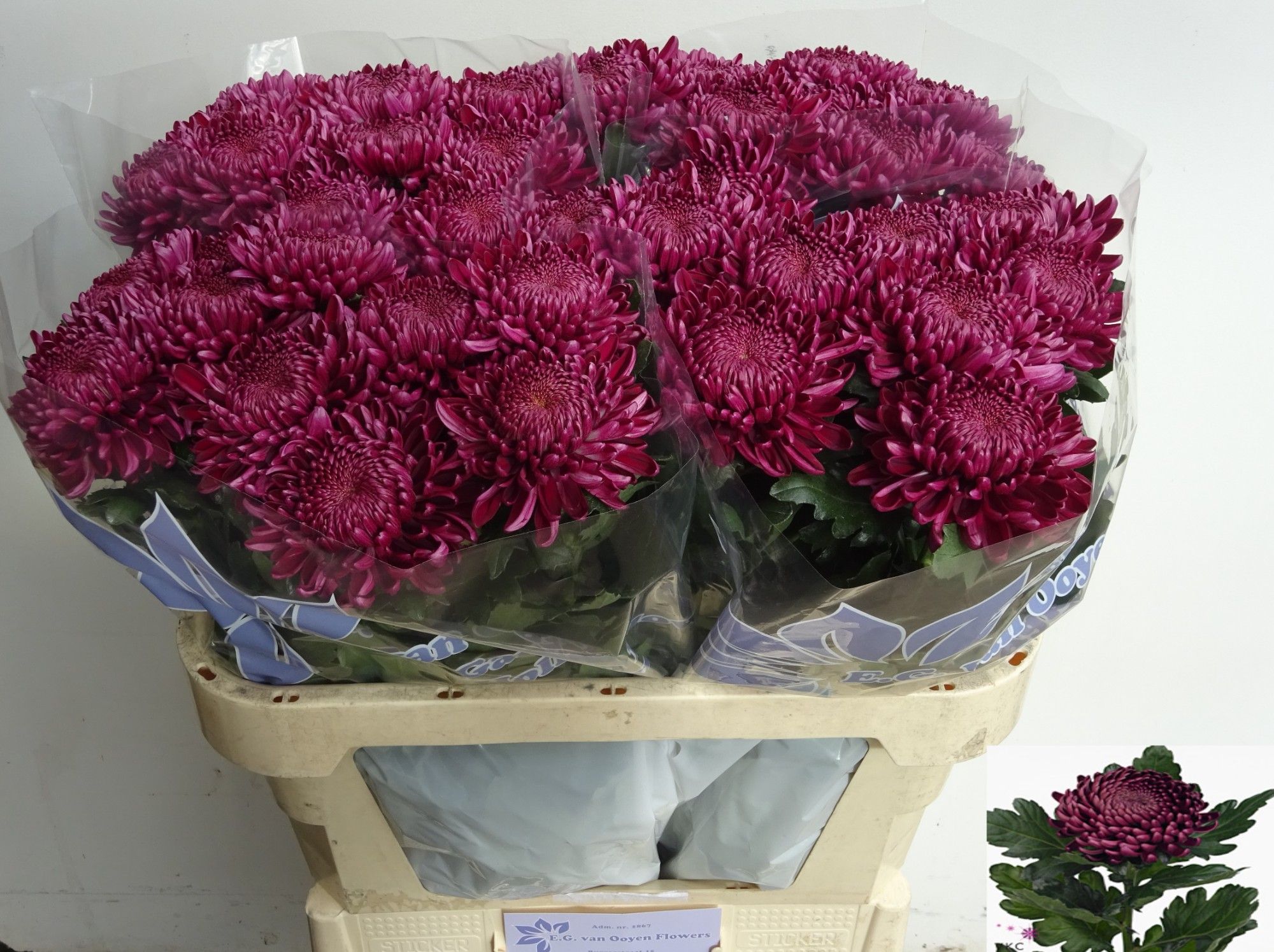 Chr G Bigoudi Purple