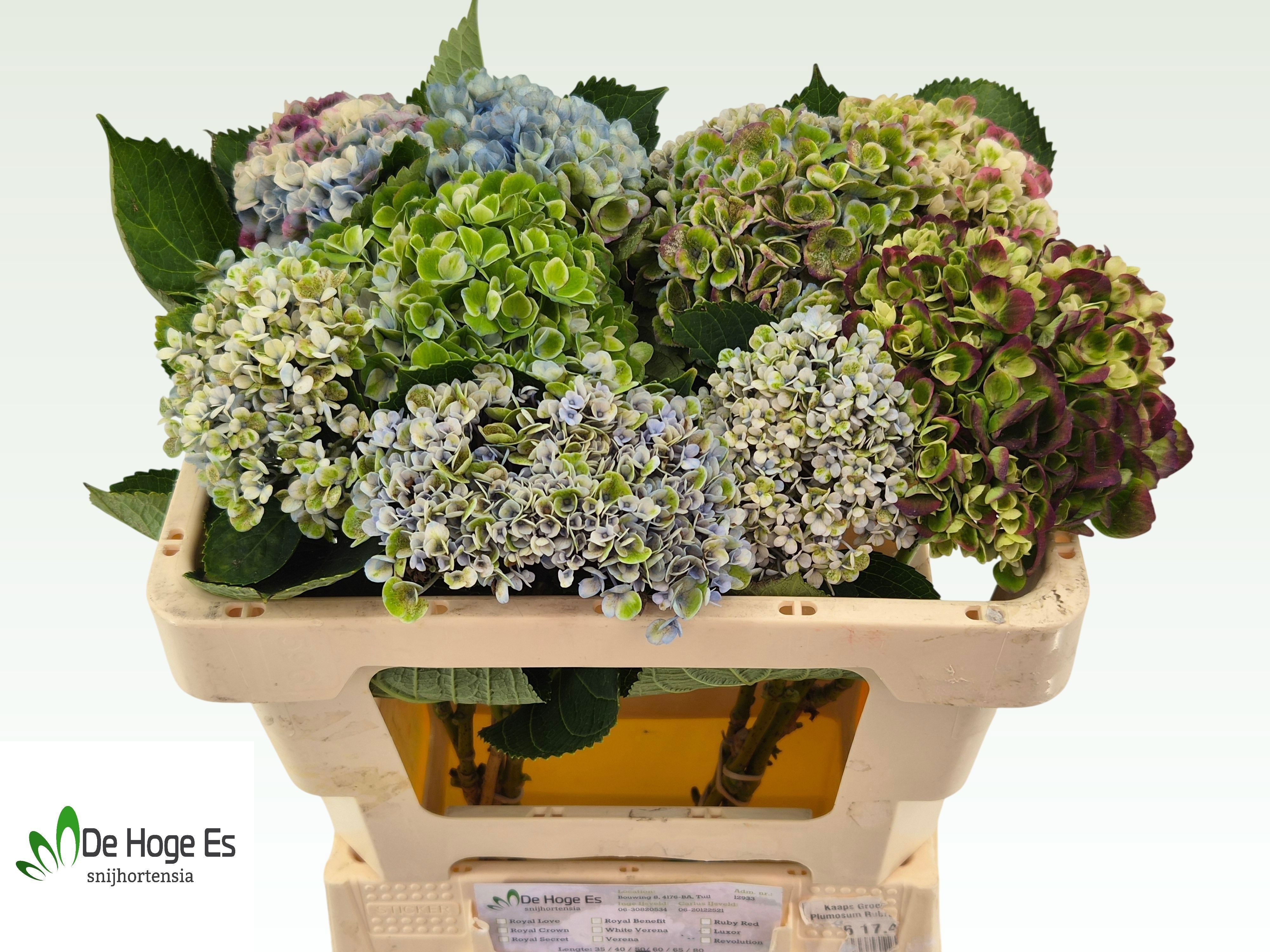 Hydrangea Revolution Classic Purple 50cm 11Ø