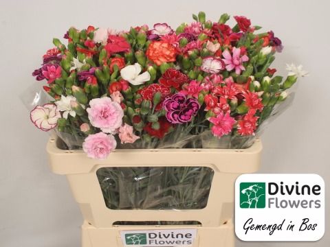 Di Tr Gem In Bos