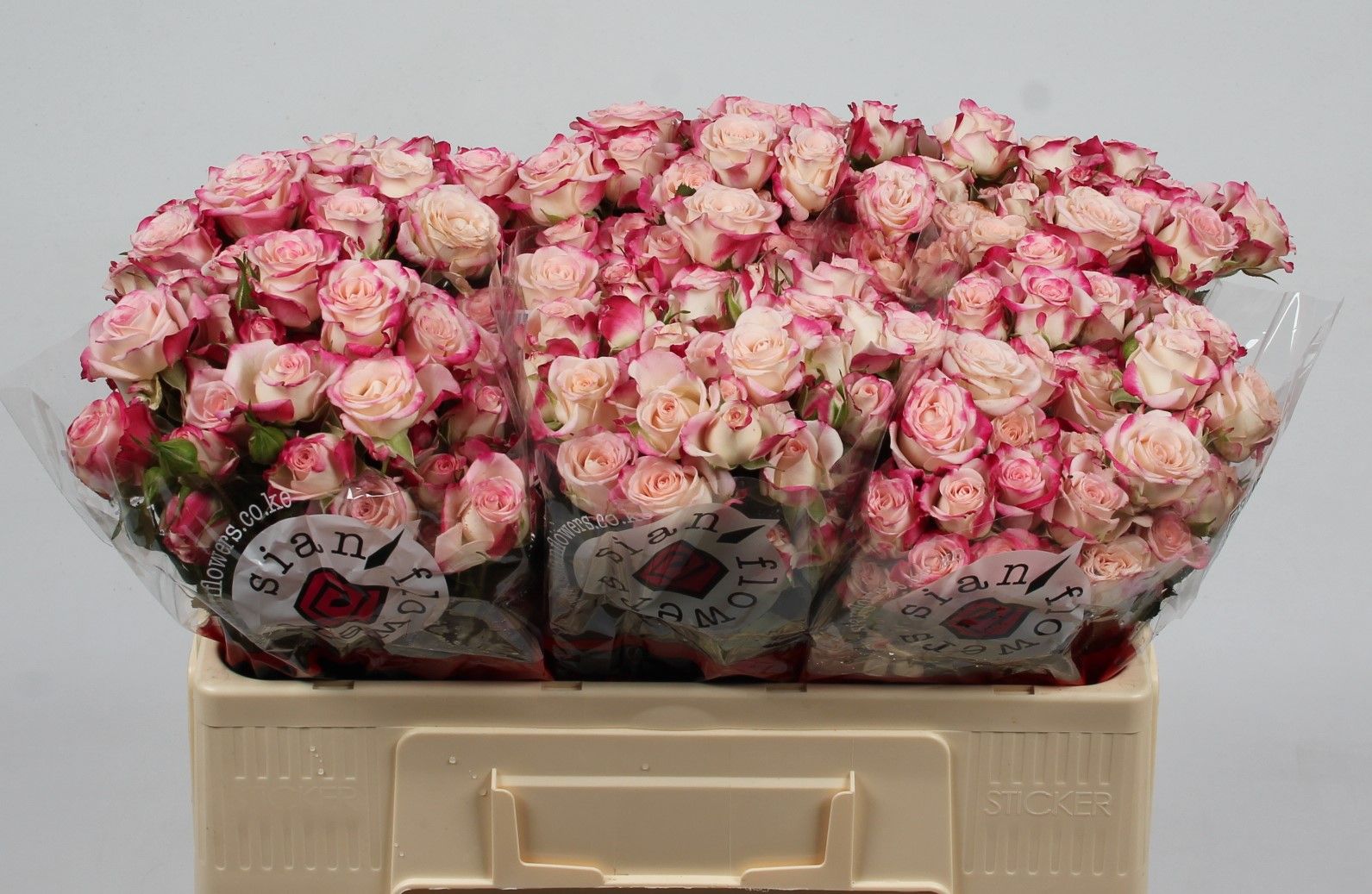 Rosa Spr Reflex 50cm