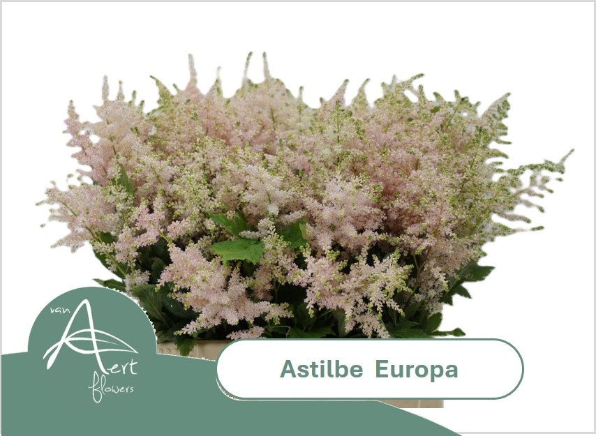 Astilbe Europa 40cm